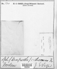 Diaporthe orthoceras image